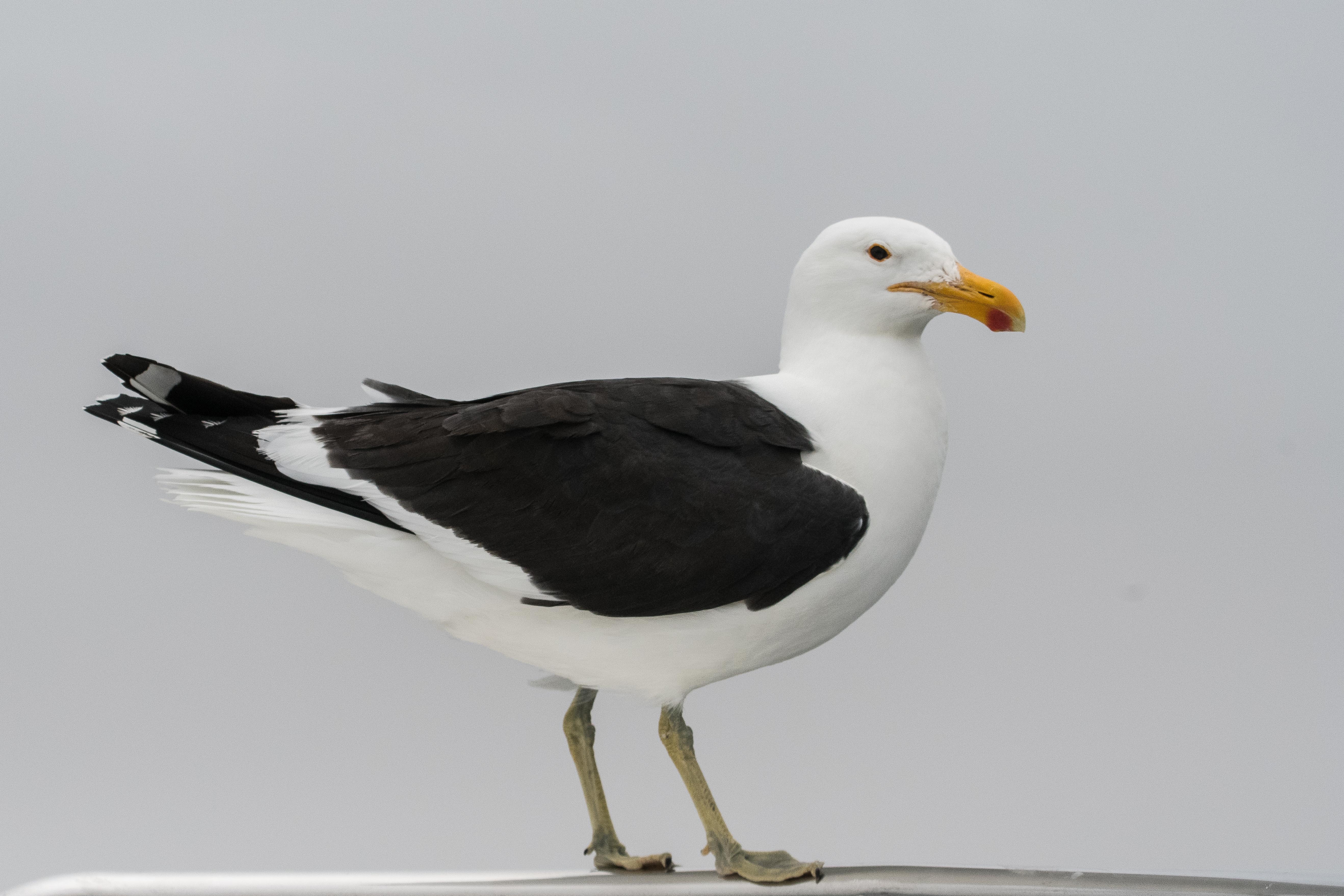 Goéland dominicain (Kelp gull, Larus dominicanus), adulte posé sur le parebrise de notre bateau, Walvis bay, Namibie. 